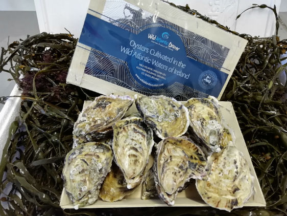 24 Oysters 