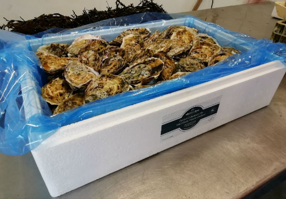 100 Oysters 